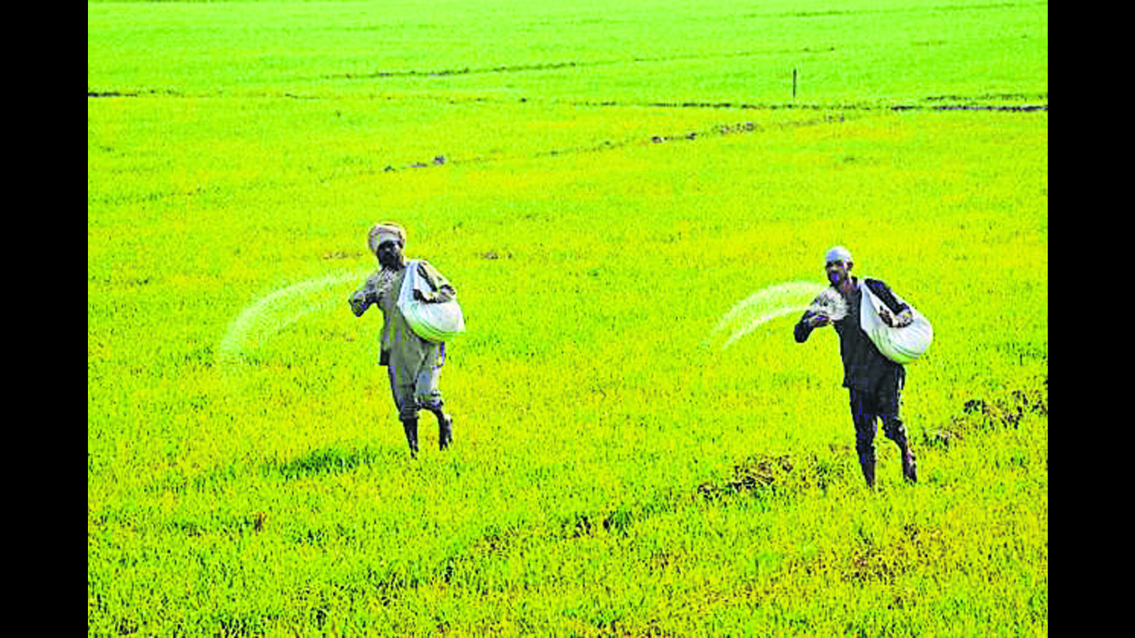 dap is a key fertiliser which is used to provide g 1729625011449